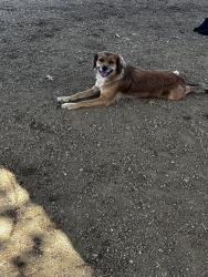 Found/Stray Female Dog last seen Millie Bush Dog Park, Houston, TX 77082