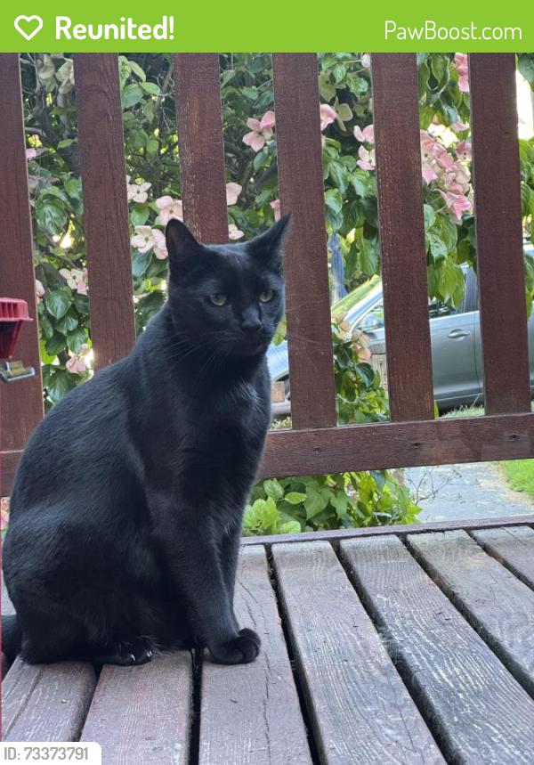 Reunited Male Cat last seen Corner of 7th and 95th in greenwood, Seattle, WA 98117