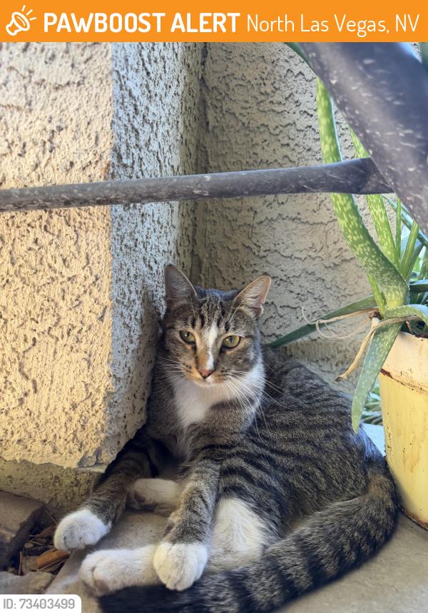 Found/Stray Unknown Cat last seen Centennial & Bruce, North Las Vegas, NV 89081