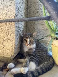 Found/Stray Unknown Cat last seen Centennial & Bruce, North Las Vegas, NV 89081