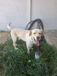 Found/Stray Male Dog last seen Lions park, Fresno, CA 93722