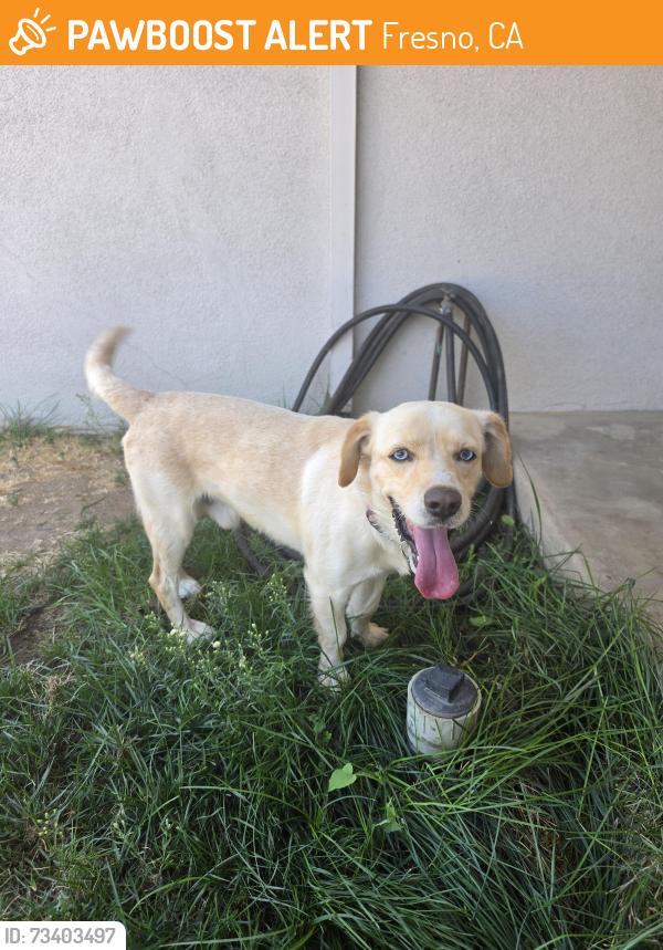 Found/Stray Male Dog last seen Lions park, Fresno, CA 93722