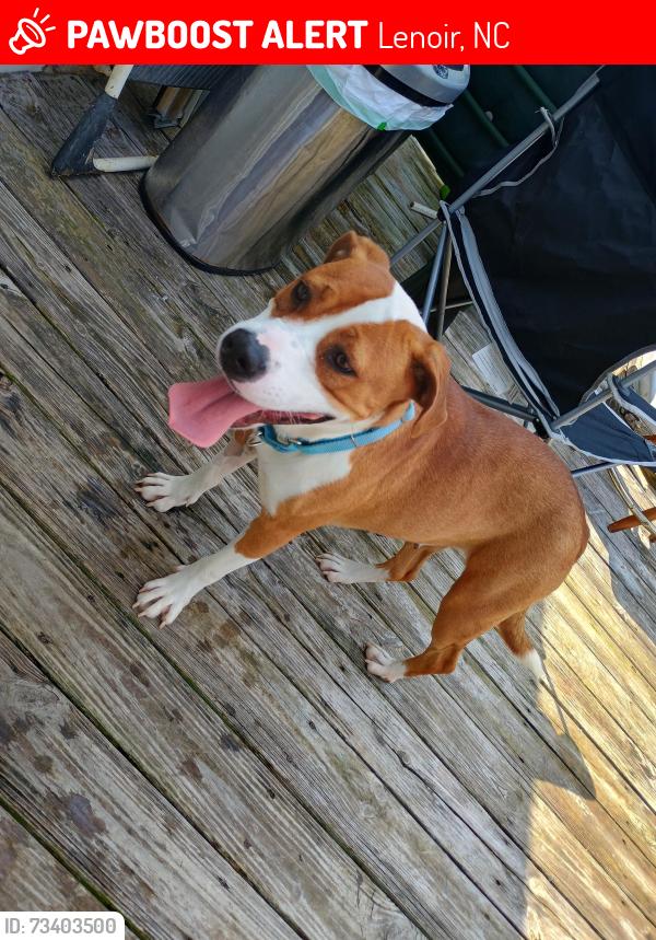 Lost Female Dog last seen Kincaid Circle, Lenoir, NC 28645