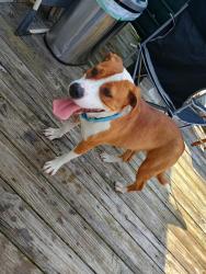 Lost Female Dog last seen Kincaid Circle, Lenoir, NC 28645