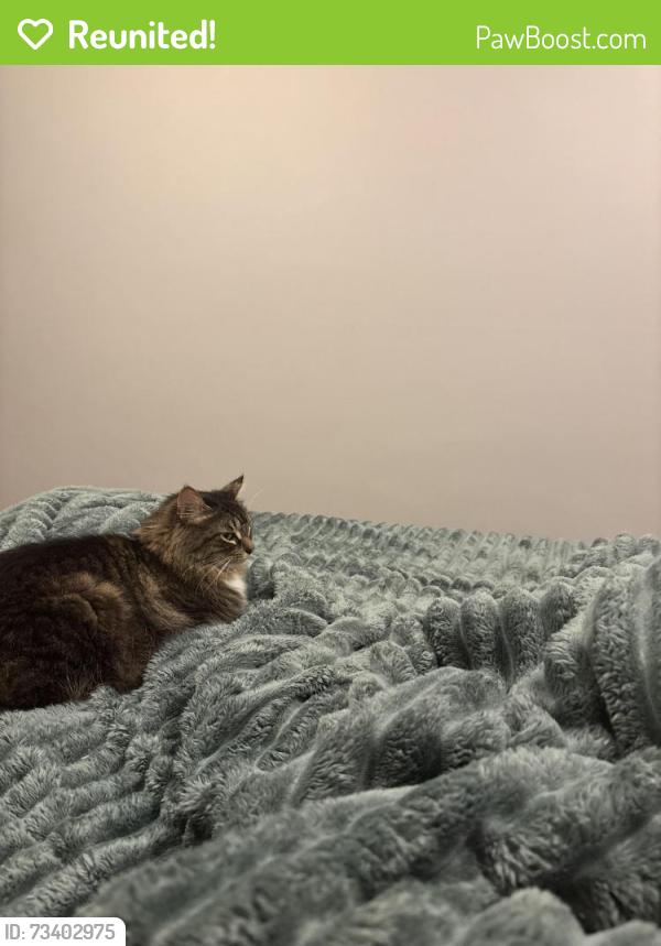 Reunited Female Cat last seen Valencia Reserve, Boynton Beach, FL 33473