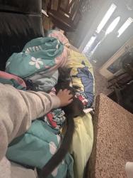 Lost Female Cat last seen At my hse/front porch, Crane, TX 79731