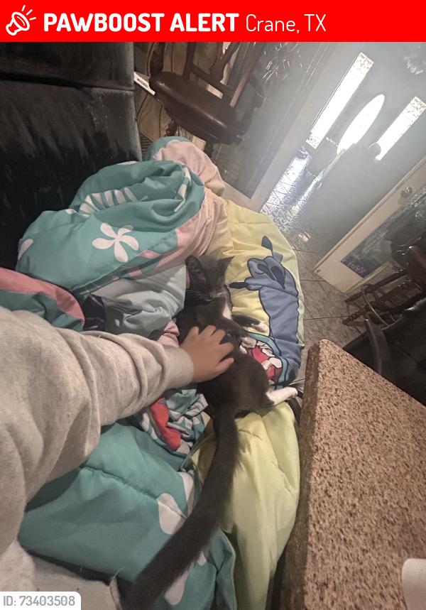 Lost Female Cat last seen At my hse/front porch, Crane, TX 79731