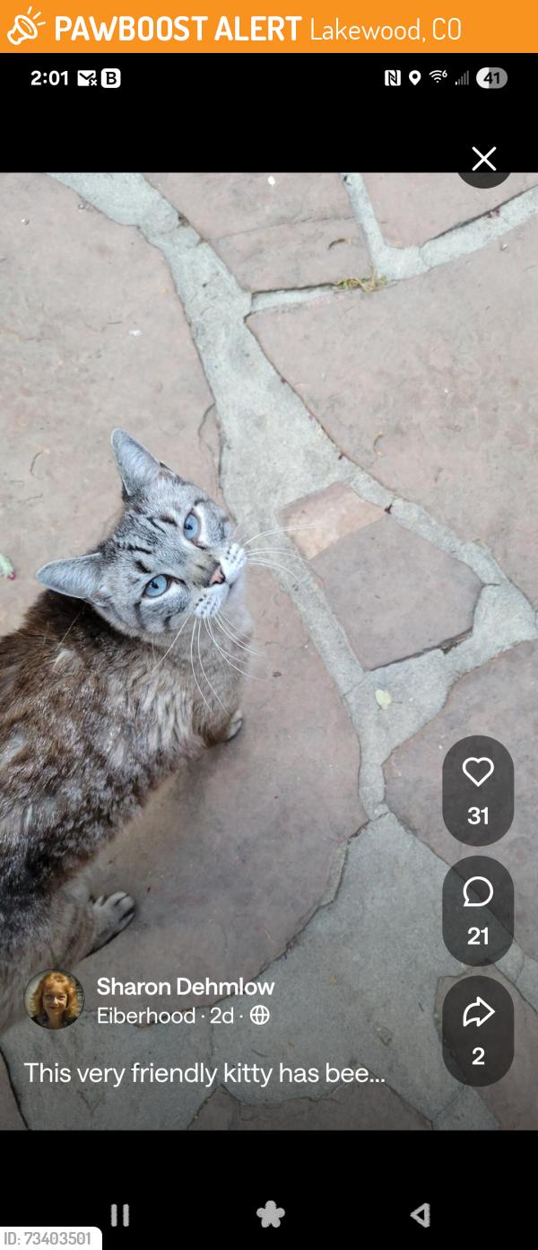 Found/Stray Female Cat last seen 9th & Allison St., Lakewood, CO 80214