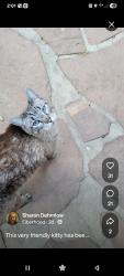 Found/Stray Female Cat last seen 9th & Allison St., Lakewood, CO 80214