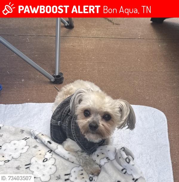 Lost Male Dog last seen At Hideaway Farm stage, Bon Aqua, TN 37025