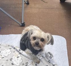 Lost Male Dog last seen At Hideaway Farm stage, Bon Aqua, TN 37025
