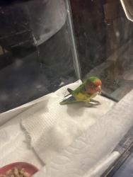 Found/Stray Unknown Bird last seen City Hall, Alameda, CA 94501