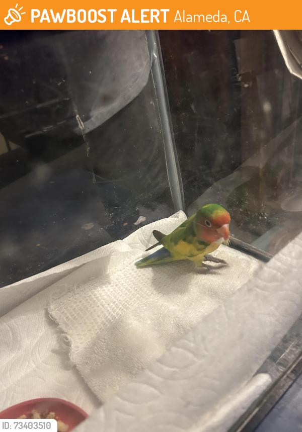 Found/Stray Unknown Bird last seen City Hall, Alameda, CA 94501