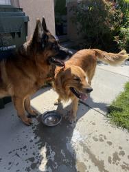 Reunited Male Dog last seen Near Avenal Pl, Fontana, CA 92336, USA, Fontana, CA 92336