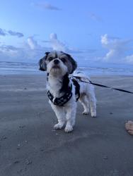 Lost Male Dog last seen Redding rd, Houston, TX 77036