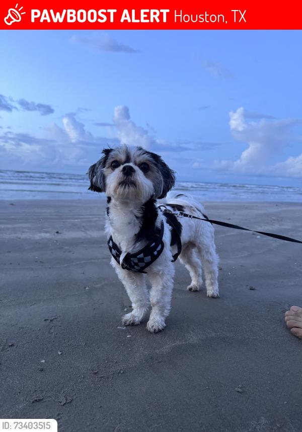 Lost Male Dog last seen Redding rd, Houston, TX 77036