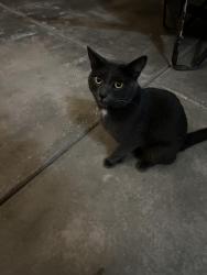 Found/Stray Male Cat last seen 5th St. West and Palmdale Blvd, Palmdale, Palmdale, CA 93551