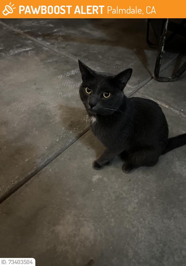 Found/Stray Male Cat last seen 5th St. West and Palmdale Blvd, Palmdale, Palmdale, CA 93551