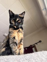 Lost Female Cat last seen Across from Bruggers Bog, Lake Ballinger Way, WA 98133