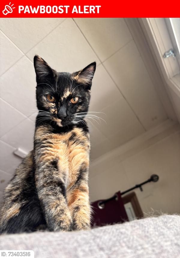 Lost Female Cat last seen Across from Bruggers Bog, Lake Ballinger Way, WA 98133
