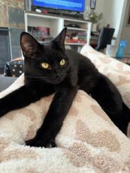 Lost Male Cat last seen NE Quatama St, NE Cornelius pass Rd, and NE John Olsen ave, Hillsboro, OR 97006