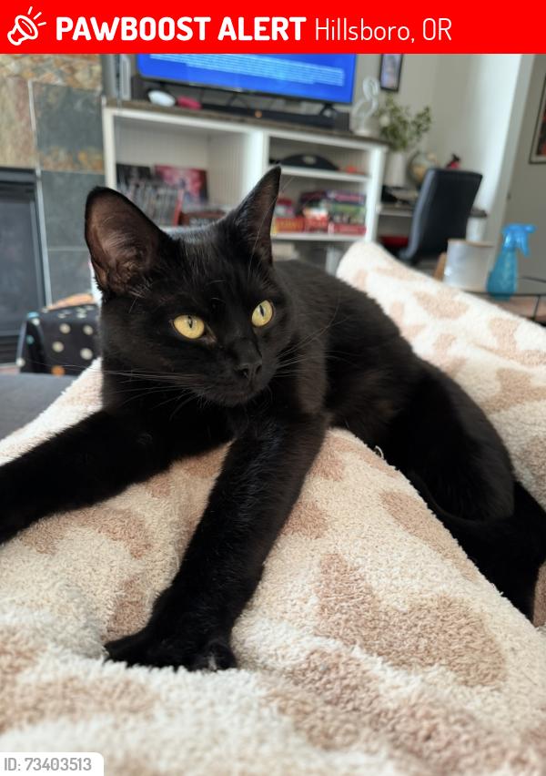 Lost Male Cat last seen NE Quatama St, NE Cornelius pass Rd, and NE John Olsen ave, Hillsboro, OR 97006
