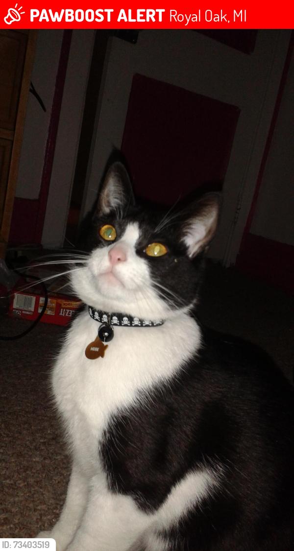 Lost Female Cat last seen Near and Campbell, Royal Oak, MI 48073