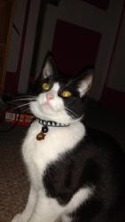 Lost Female Cat last seen Near and Campbell, Royal Oak, MI 48073