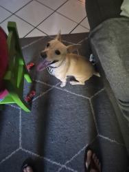 Reunited Female Dog last seen Flower St 85033 area, Phoenix, AZ 85035