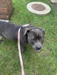 Found/Stray Male Dog last seen Emilys pancake, Beach Park, IL 60087