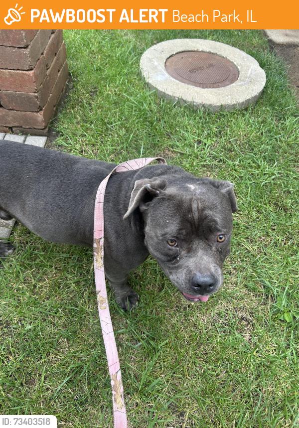 Found/Stray Male Dog last seen Emilys pancake, Beach Park, IL 60087