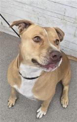 Shelter Stray Female Dog last seen Near BLOCK BALSAM, 333 Chandler Pl, San Bernardino, CA 92408, USA