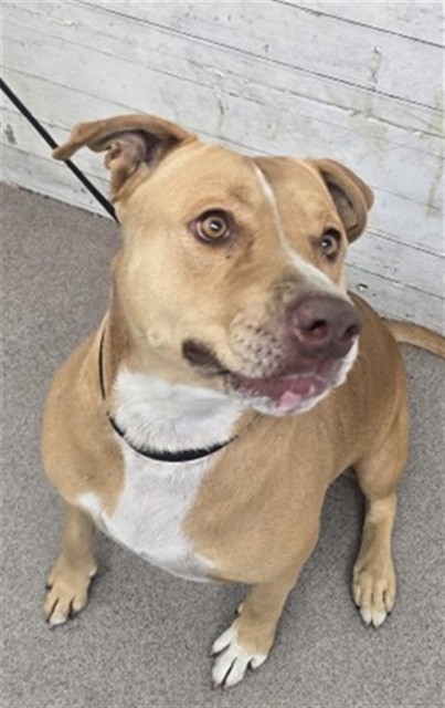 Shelter Stray Female Dog last seen Near BLOCK BALSAM, 333 Chandler Pl, San Bernardino, CA 92408, USA