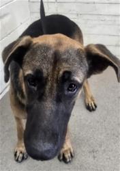 Shelter Stray Male Dog last seen Near BLOCK S WILLOW AVE, 333 Chandler Pl, San Bernardino, CA 92408, USA