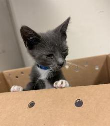 Shelter Stray Male Cat last seen Near BLOCK BLCK E POPPY ST, LONG BEACH, CA 90805, 7700 E Spring St, Long Beach, CA 90815, USA