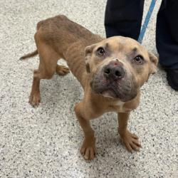 Shelter Stray Male Dog last seen Near BLOCK MONTGOMERY, DETROIT,MI 48206, 7401 Chrysler Dr, Detroit, MI 48211, USA