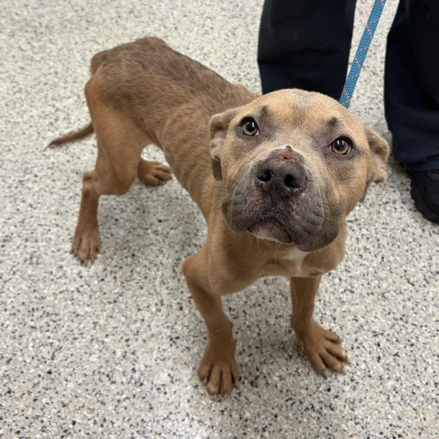Shelter Stray Male Dog last seen Near BLOCK MONTGOMERY, DETROIT,MI 48206, 7401 Chrysler Dr, Detroit, MI 48211, USA