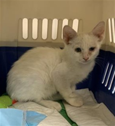 Shelter Stray Male Cat last seen Near BLOCK WASHINGTON AVE EARLIMART, Visalia, CA 93292, USA