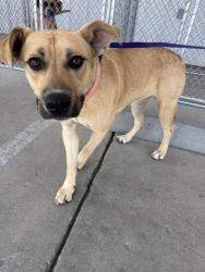 Shelter Stray Female Dog last seen Near BLOCK COUNTRY CLUB DR, BAKERSFIELD CA 93306, 3951 Fruitvale Ave, Bakersfield, CA 93308, USA