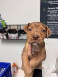 Shelter Stray Male Dog last seen COUNTRY CLUB DR, BAKERSFIELD CA 93306, 3951 Fruitvale Ave, Bakersfield, CA 93308, USA