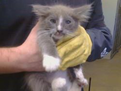Shelter Stray Male Cat last seen BUFFWOOD WAY/WALNUT AVE, 95608, 3839 Bradshaw Rd, Sacramento, CA 95827, USA