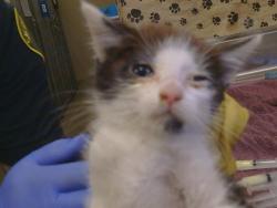 Shelter Stray Female Cat last seen BUFFWOOD WAY/WALNUT AVE, 95608, 3839 Bradshaw Rd, Sacramento, CA 95827, USA