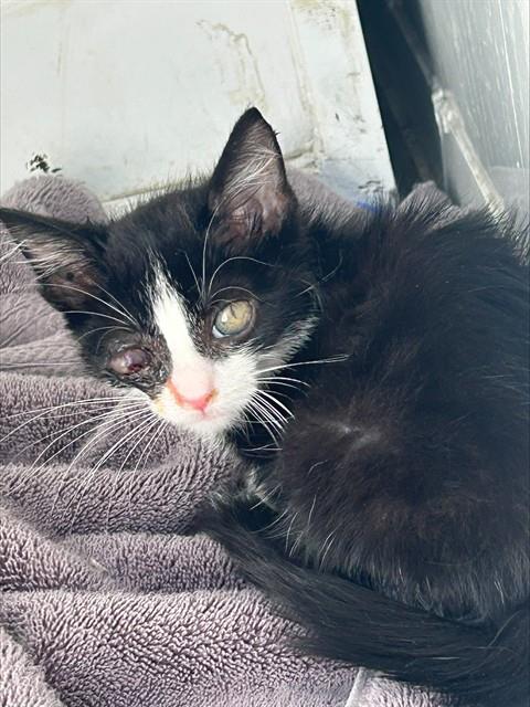 Shelter Stray Male Cat last seen STOCKTON BLVD/MIMOSA WAY, 95823, 3839 Bradshaw Rd, Sacramento, CA 95827, USA