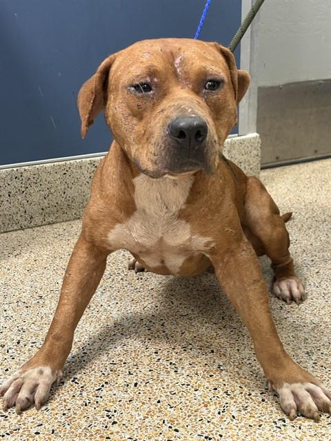 Shelter Stray Male Dog last seen Near BLOCK SW 248 ST, 3599 NW 79th Ave, Doral, FL 33122, USA