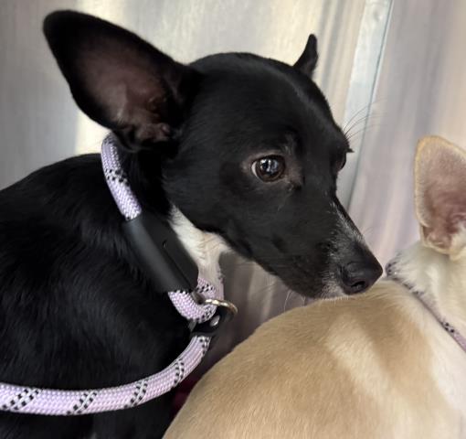 Shelter Stray Male Dog last seen , 957 N Gaffey St, San Pedro, CA 90731, USA
