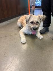 Shelter Stray Male Dog last seen Near BLK MIDAS ST, BAKERSFIELD, CA, 201 S Mt Vernon Ave, Bakersfield, CA 93307, USA