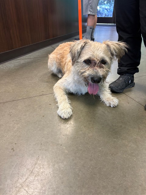 Shelter Stray Male Dog last seen Near BLK MIDAS ST, BAKERSFIELD, CA, 201 S Mt Vernon Ave, Bakersfield, CA 93307, USA