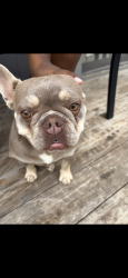 Reunited Female Dog last seen 13th and Maize, Wichita, KS 67212