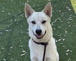 Shelter Stray Male Dog last seen , 3201 Lacy St, Los Angeles, CA 90031, USA