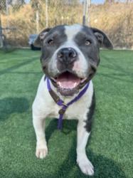 Shelter Stray Male Dog last seen , 3201 Lacy St, Los Angeles, CA 90031, USA